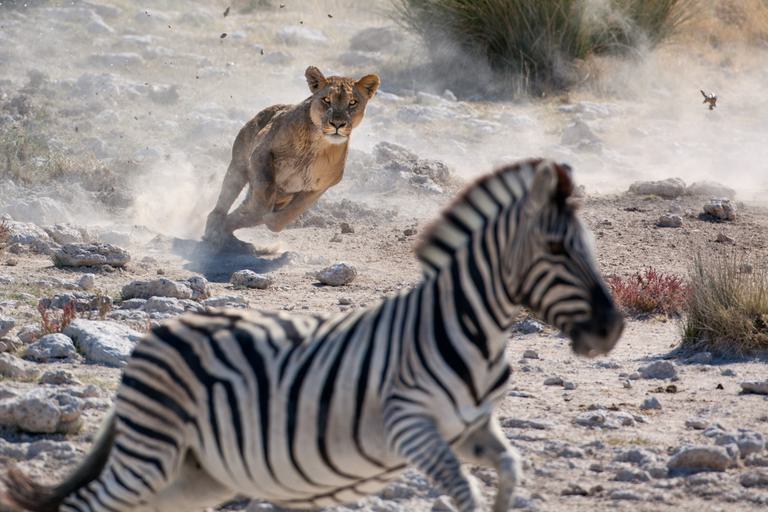 Lion chasing zebra Etosha SS