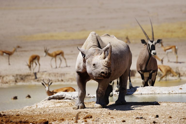 Rhino Oryx Springbok Etosha SS
