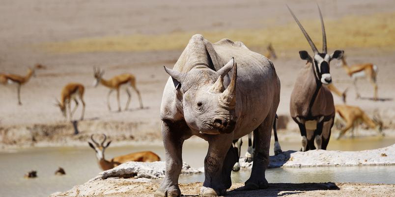 Rhino Oryx Springbok Etosha SS