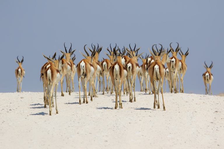 Springboks at Etosha salt pan SS