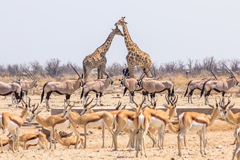 Giraffes springboks oryx Etosha National Park