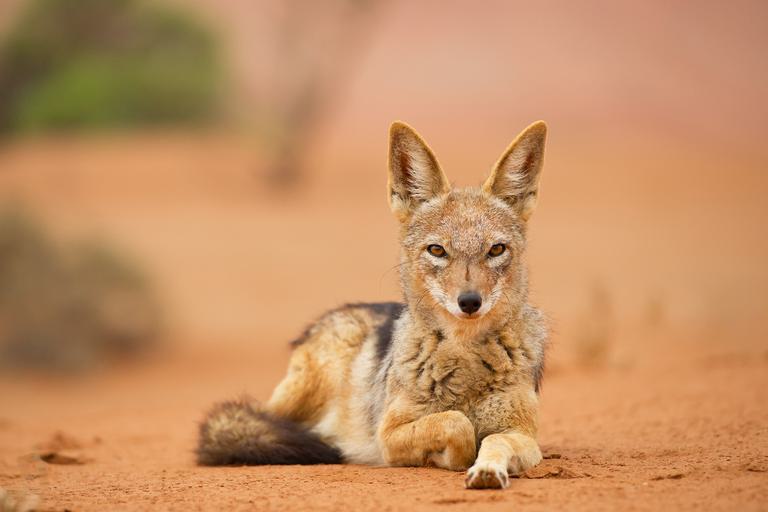 Jackal on road Sossusvlei SS