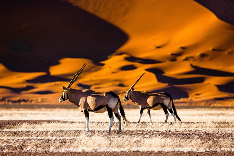 Sossusvlei Dunes Oryx SS