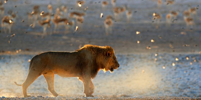SS 1370304584 Etosha Lion