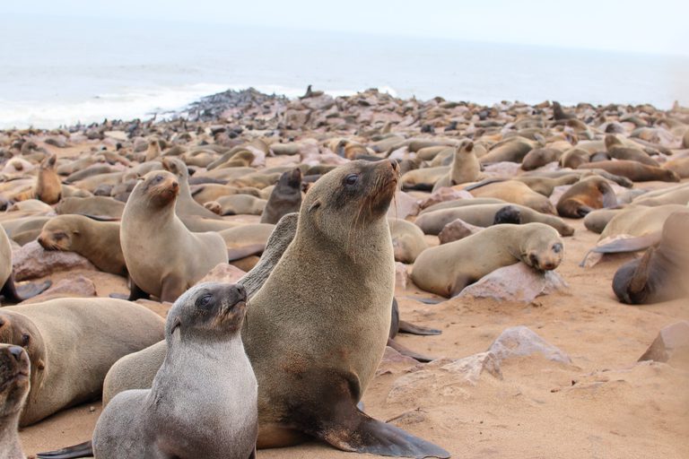 Cape cross seal colony SS
