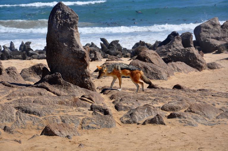 Jackal on the skeleton coast