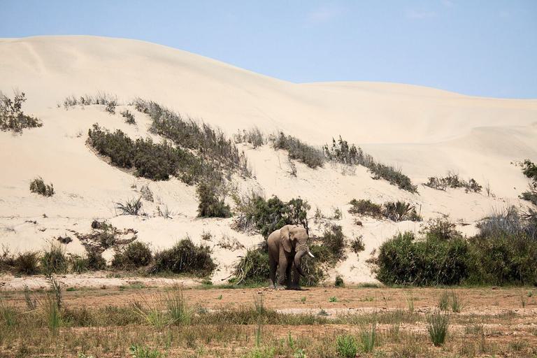 Skeleton coast park Hoanib river