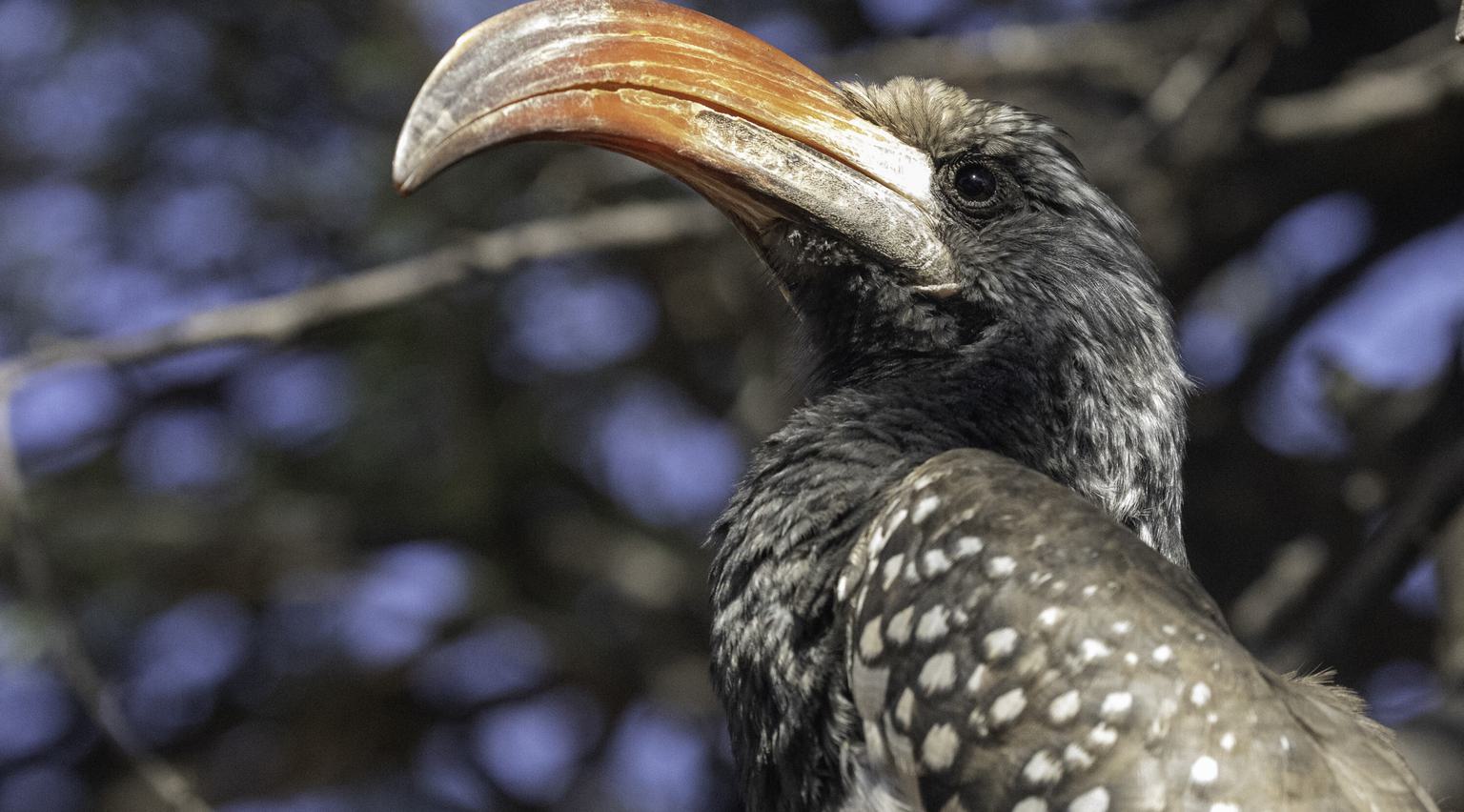 Southern Yellow Billed Hornbill Namibia Credit N Jones