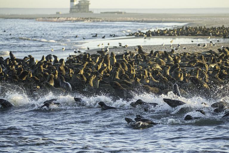 Fur seals Walvis Bay into the sea Credit N Jones