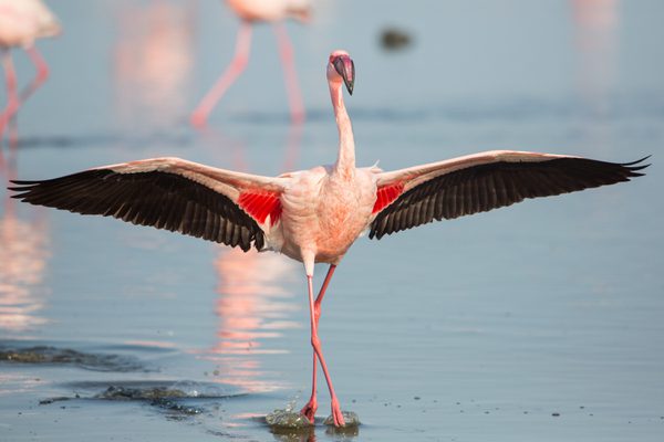 Walvis bay Flamingo SS