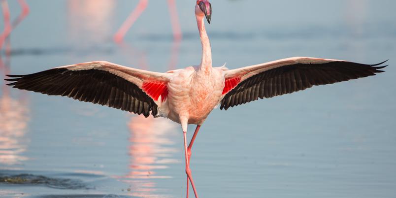 Walvis bay Flamingo SS