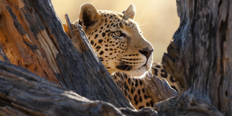 Okonjima nature reserve photo credit chris peckham 12