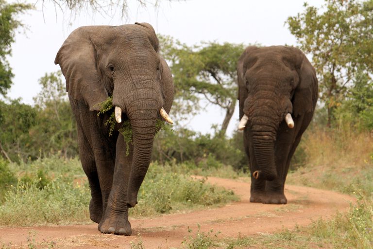 2 elephants on track Akagera NP