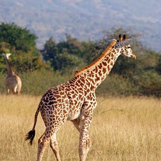 Akagera Giraffe SS PORTRAIT