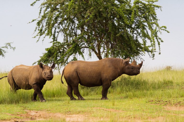 Akagera NP 2 Rhino