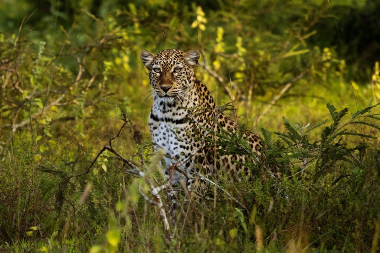 Akagera NP Leopard