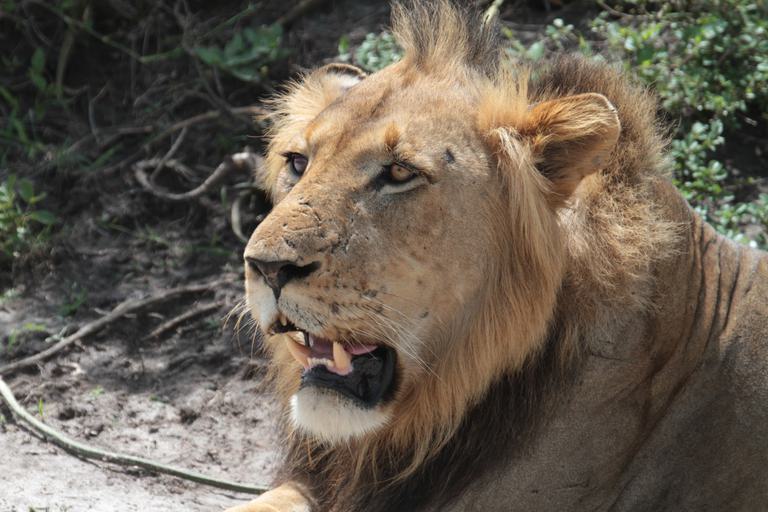 Akagera NP lion close up