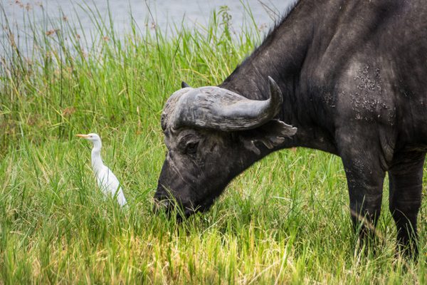 Akagera National Park Buffalo SS