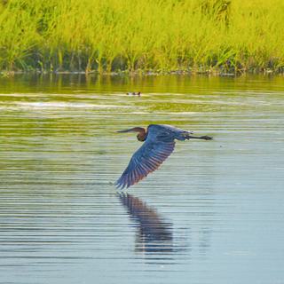 Heron Akagera NP SQUARE