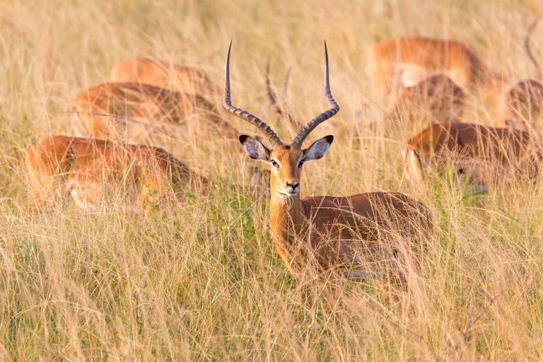 Impala Akagera NP