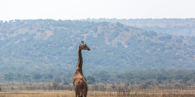 Lone Giraffe Akagaera NP