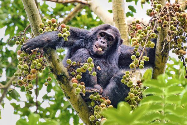 Chimp in fruit tree Nyungwe NP VR