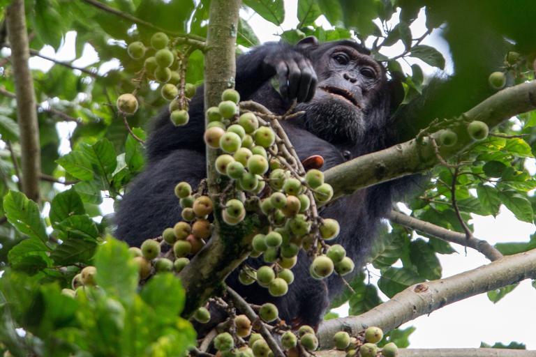 Chimp looking down from tree Nyungwe NP VR