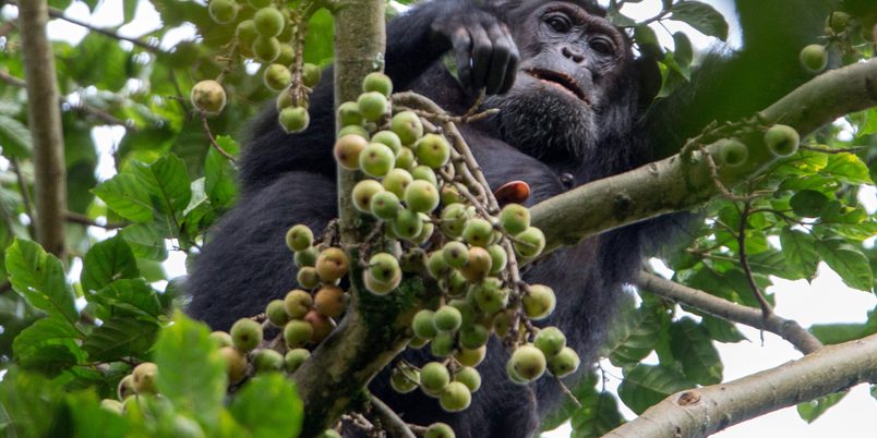 Chimp looking down from tree Nyungwe NP VR