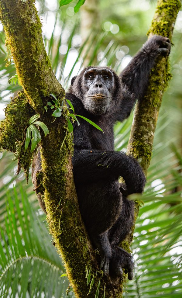 Nyungwe Chimpanzee SS PORTRAIT