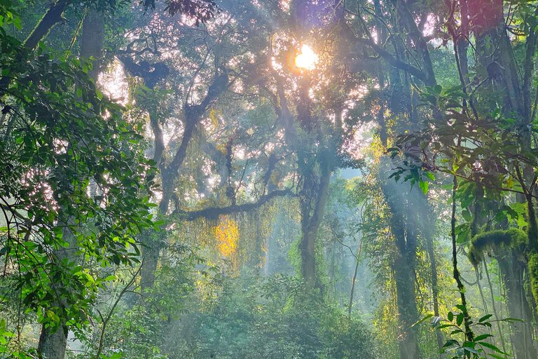 Nyungwe Forest sunlight in trees VR