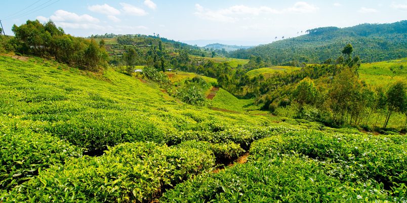 Nyungwe Tea Plantations SS