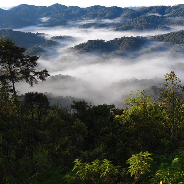 Rwanda misty rainforest mountains SQUARE