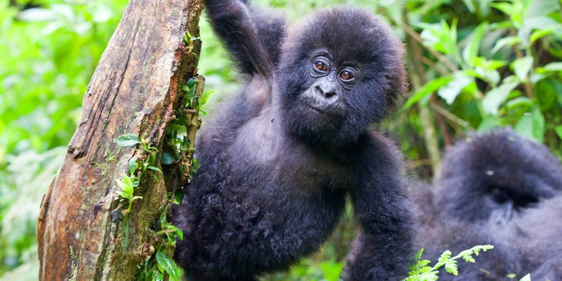 Gorilla Baby SQUARE SS