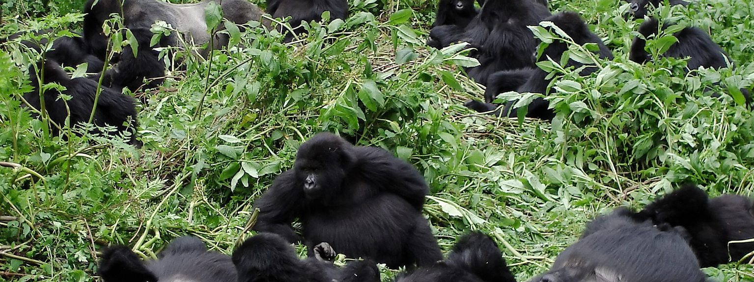 Gorilla Family VNP SS Itinerary Hero