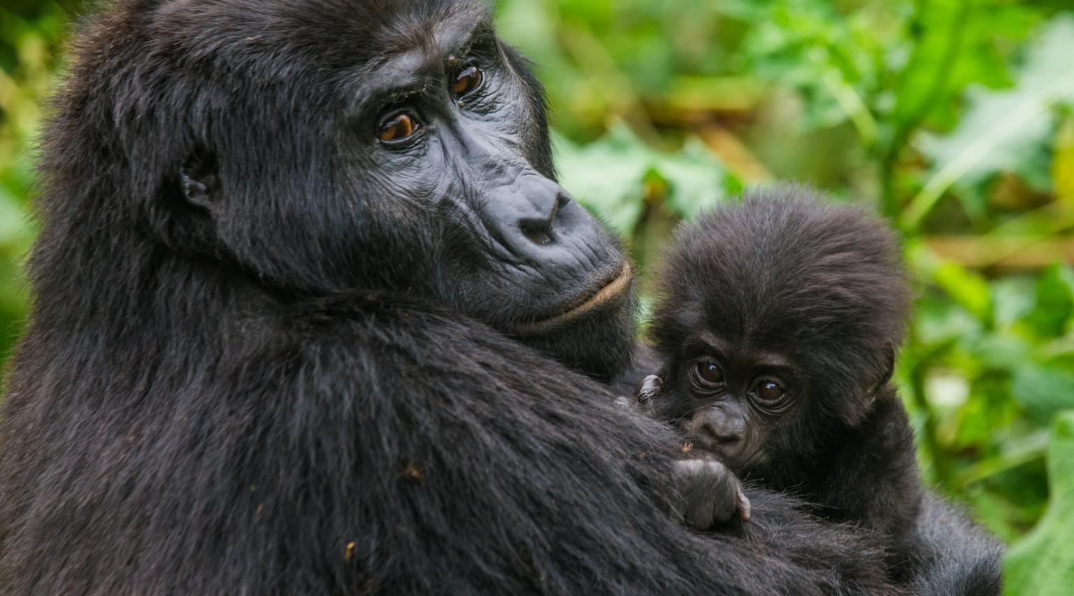 Gorilla Mum holding baby Volcano NP SS