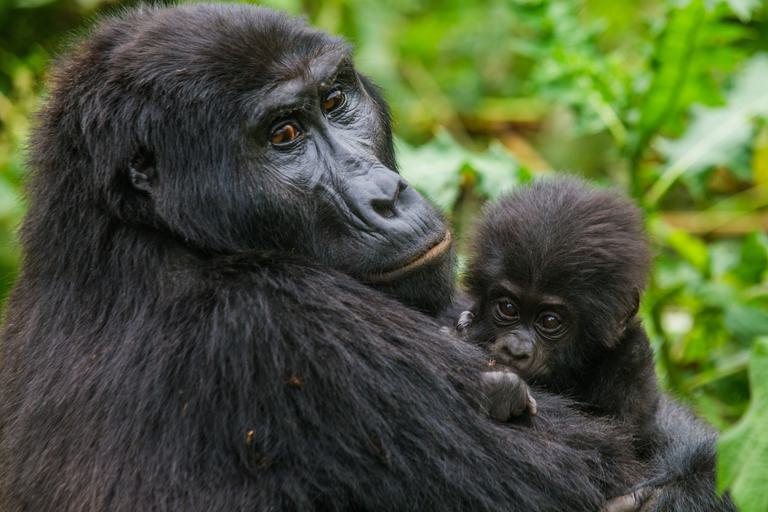Gorilla Mum holding baby Volcano NP SS