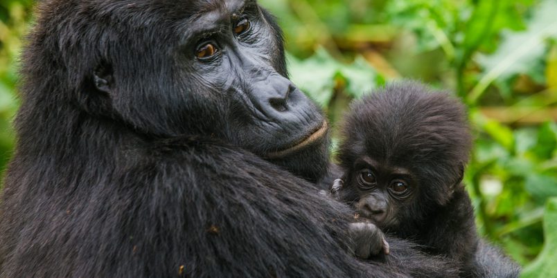 Gorilla Mum holding baby Volcano NP SS
