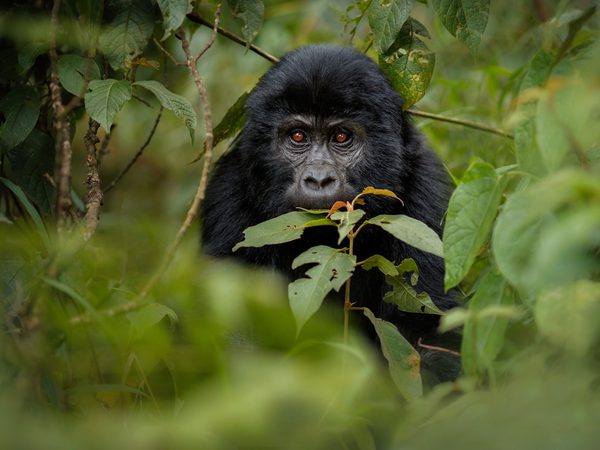 Gorilla peeking through leaves Itinerary Hero SS
