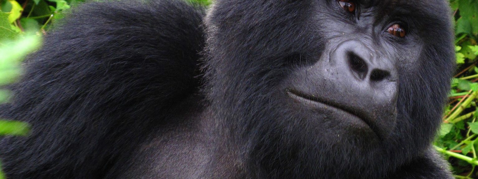 Lone Gorilla Volcano NP SS crop