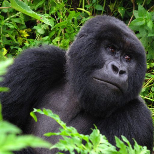 Lone Gorilla Volcano NP SS crop