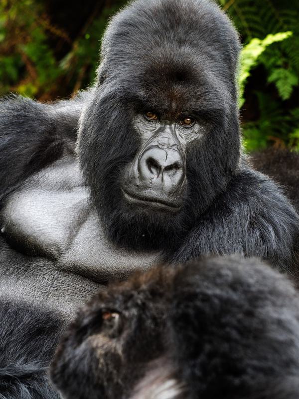 Rwanda gorilla looking at camera PORTRAIT