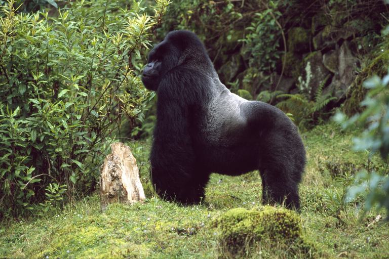 Silverback gorilla on all fours