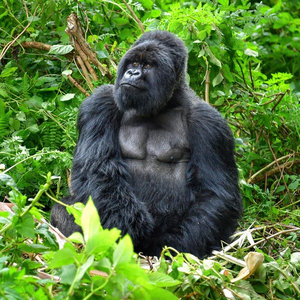Sitting Gorilla Volcano NP SS SQUARE