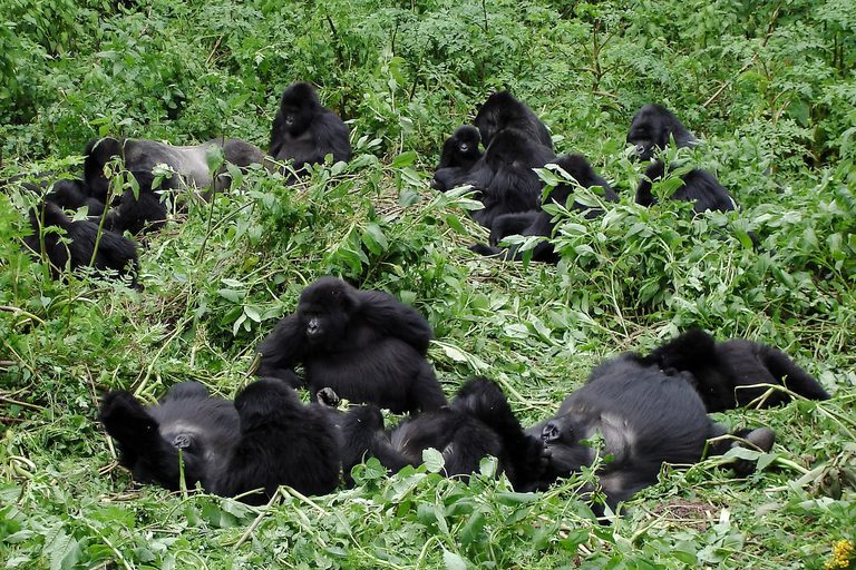 Volcanoes National Park Gorilla Family SS