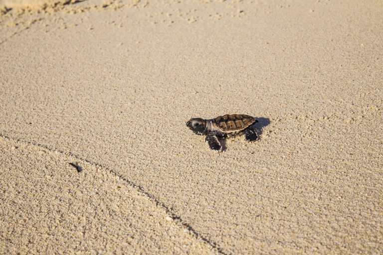 Baby Turtle Denis Island