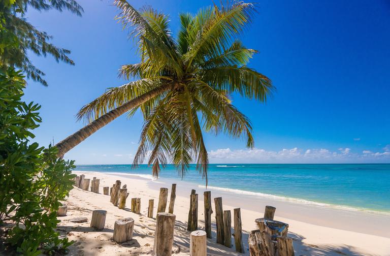Palm on Beach Seychelles Denis Private Island
