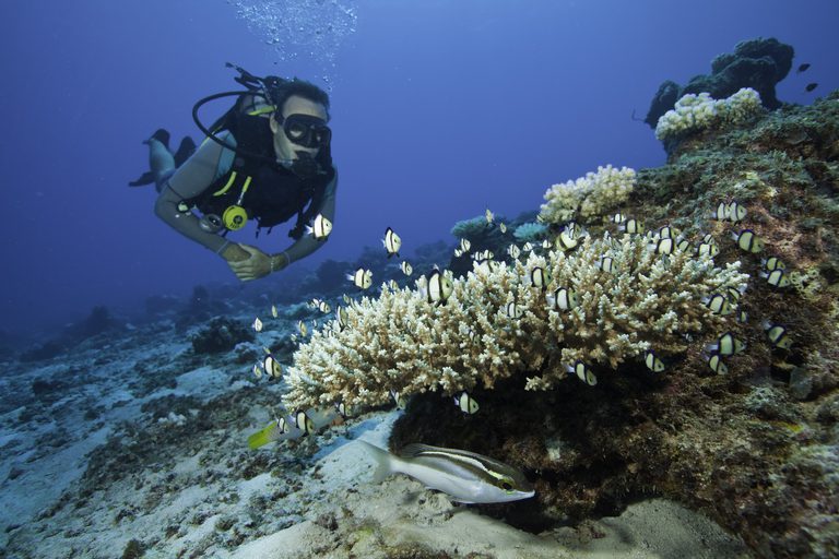 Diving North Island
