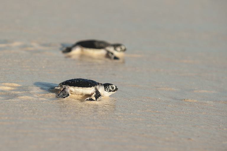 North island turtles on beach