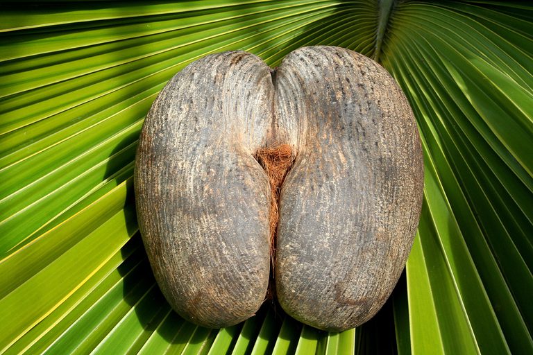 Female Coco De Mer Nut STB