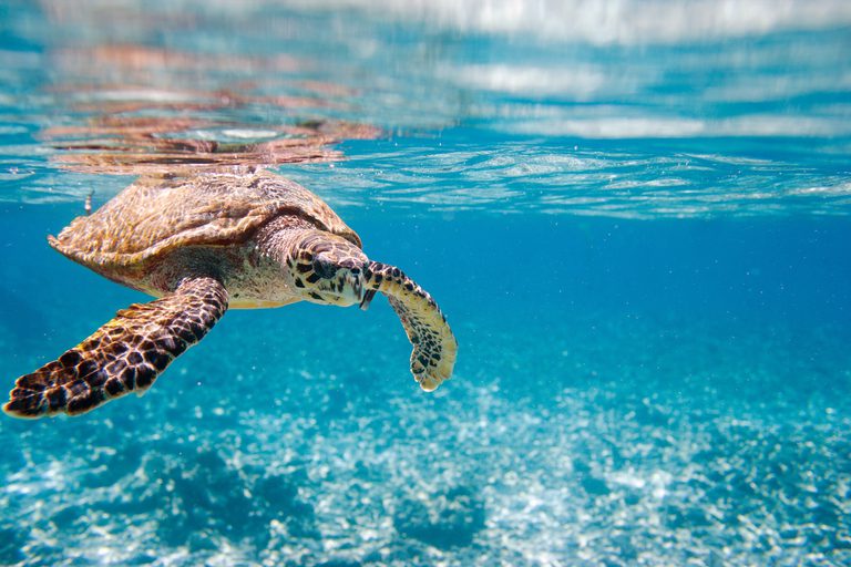 Sea Turtle Seychelles SS